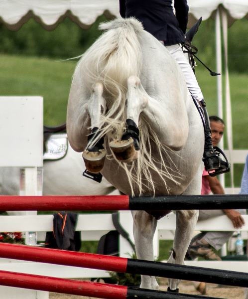 Why I started Building Horse Jumps