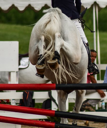 horse show photography spectator