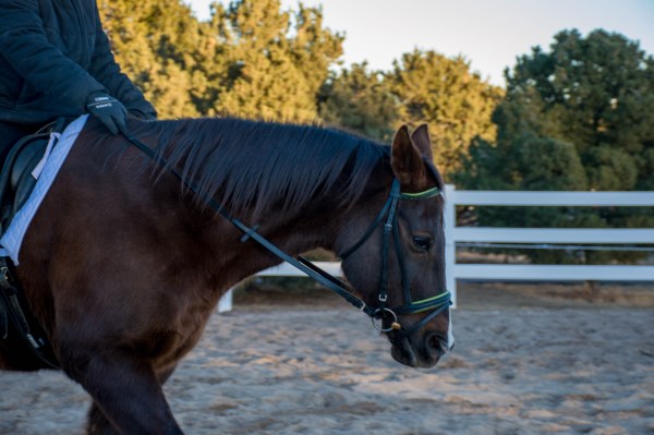 equestrian 30 day blogging challenge