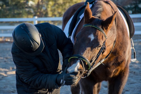 equestrian 30 day blog