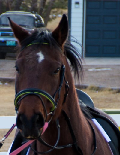 horse blog challenge