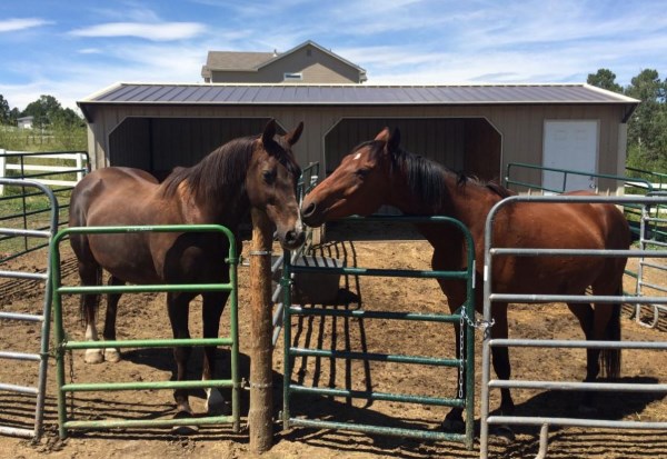 keeping horses at home
