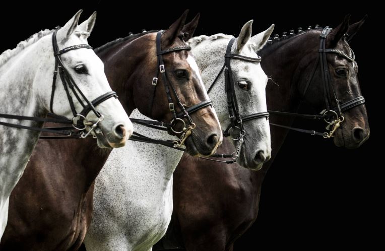 my favorite discipline and why