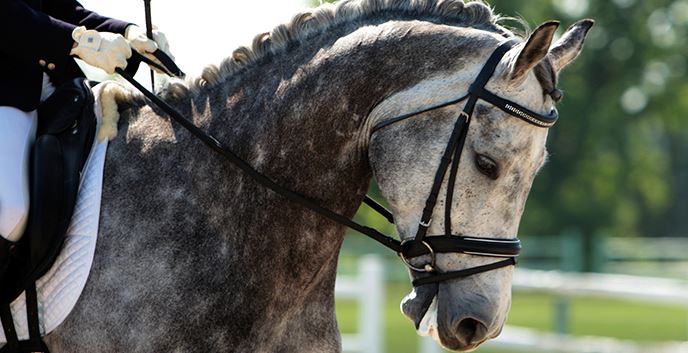 my favorite discipline and why