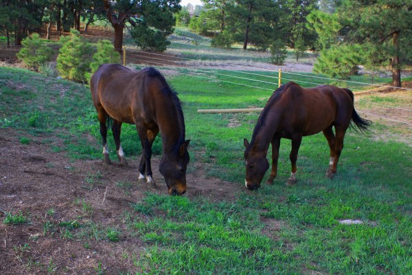 10 Questions Equestrian Blog Hop