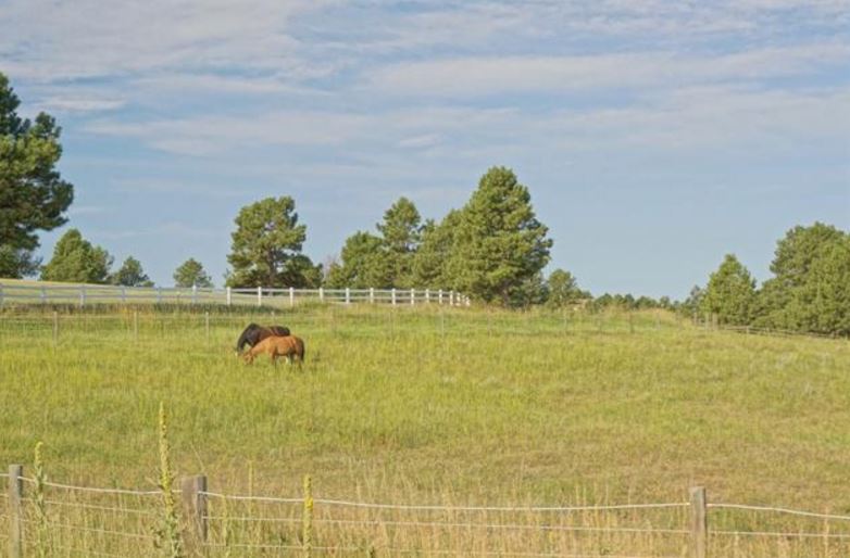 dream horse property