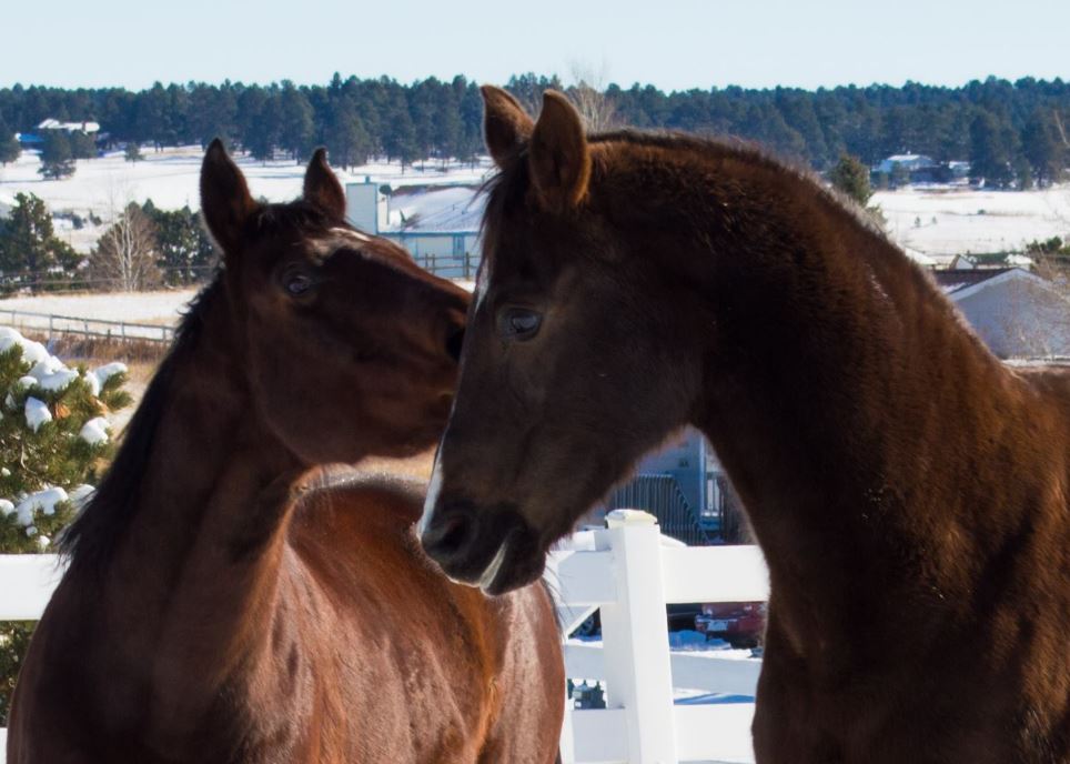 The Importance of Horses in My Life