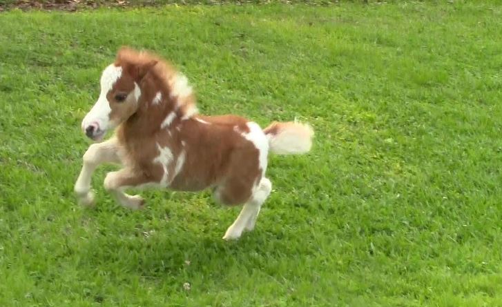 Find A Horse Online I Would Want To Buy