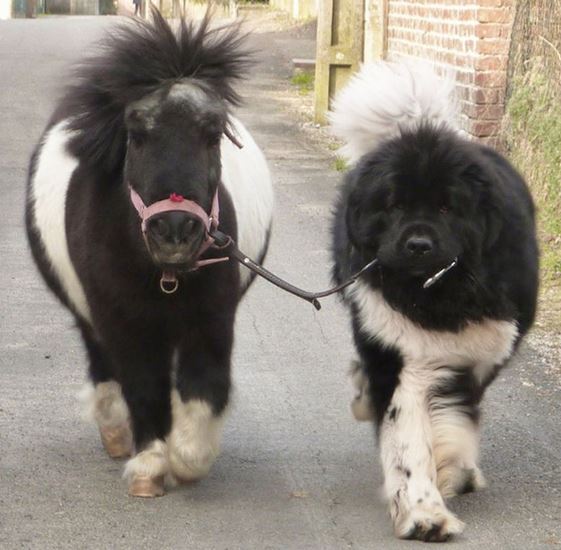 Find A Horse Online I Would Want To Buy