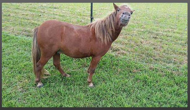 Find A Horse Online I Would Want To Buy