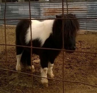 find a horse I want to buy online