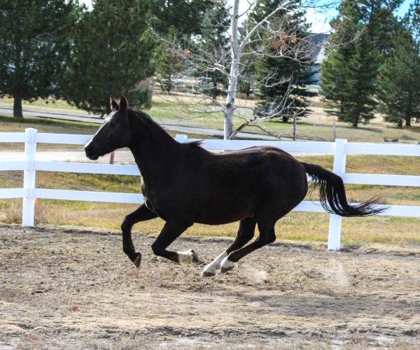 Happy Birthday Frisby