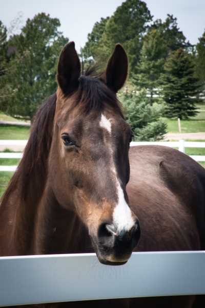 Happy Birthday Frisby