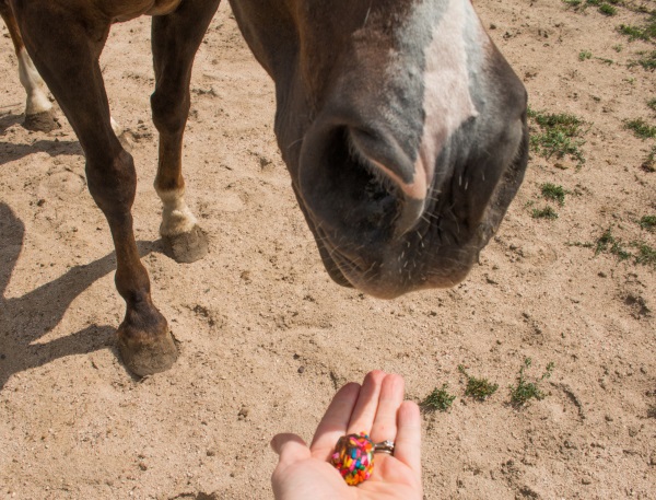 saddle box horse treats