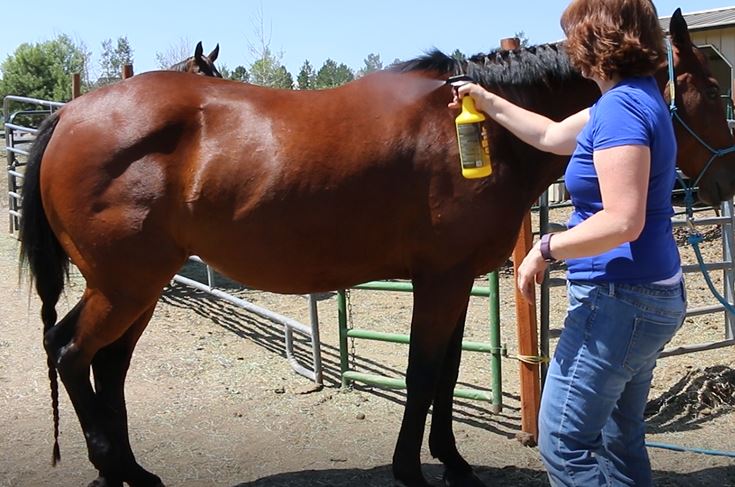 Getting Ready For The Farrier