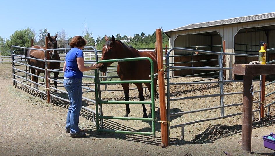 Getting Ready For The Farrier