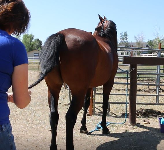 Getting Ready For The Farrier