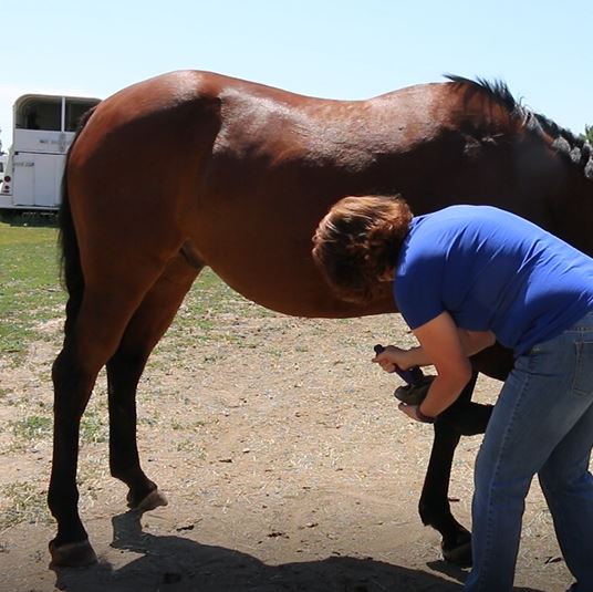 Getting Ready For The Farrier