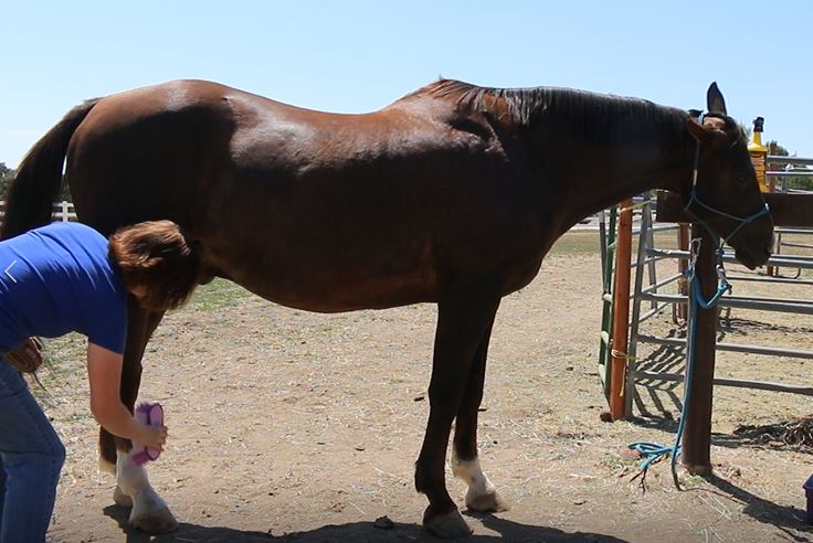 Getting Ready For The Farrier