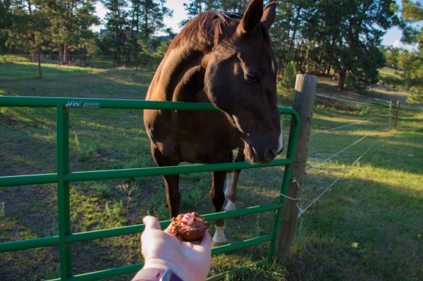 Homemade Horse Treats Recipe - Horse Cake Pops