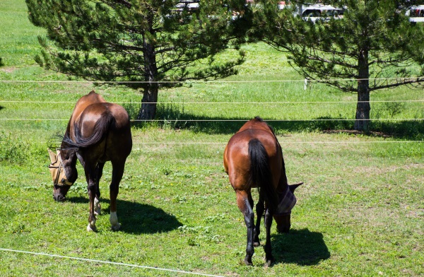 Rest Day For Your Horse - Busy Day For You