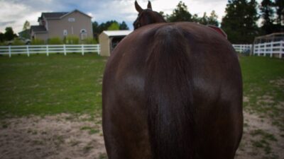 engaging your horses hind end