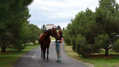 31 Days To Being A Better Rider: Day 4 Take Your Horse For A Walk