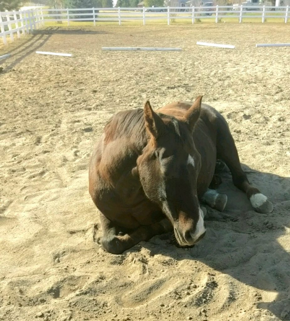 my horse could have died