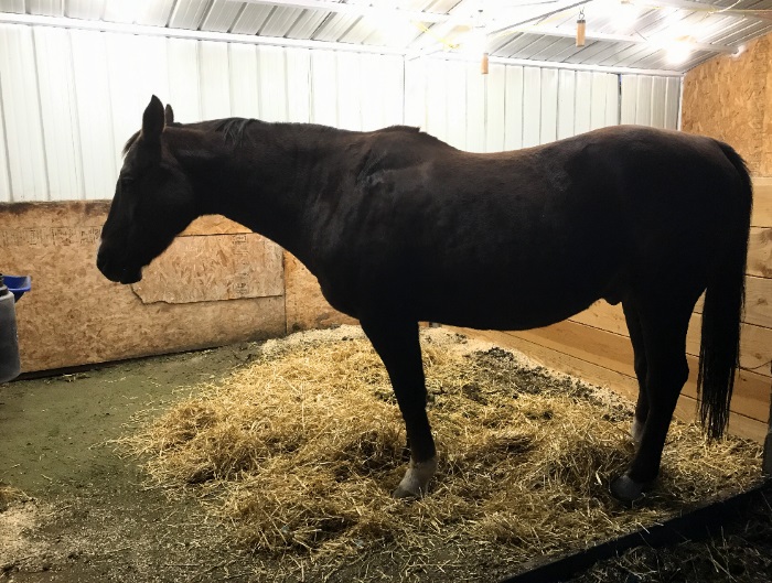 my horse could have died