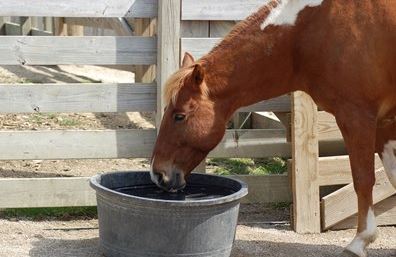 my horse could have died