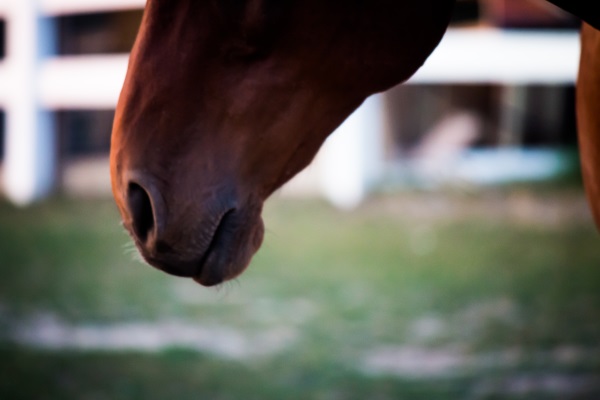 checking your horses vital signs