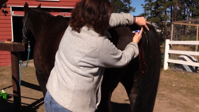 checking horse vital signs
