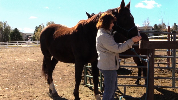 how to check a horse's vital signs
