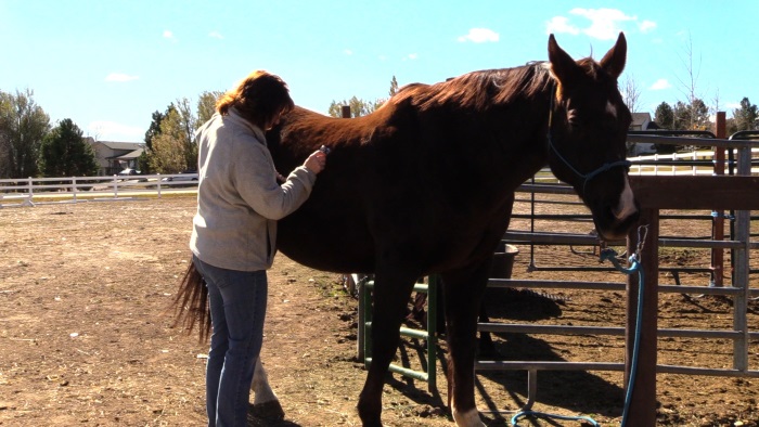 checking horse vital signs