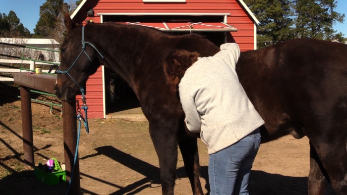 checking horse vital signs