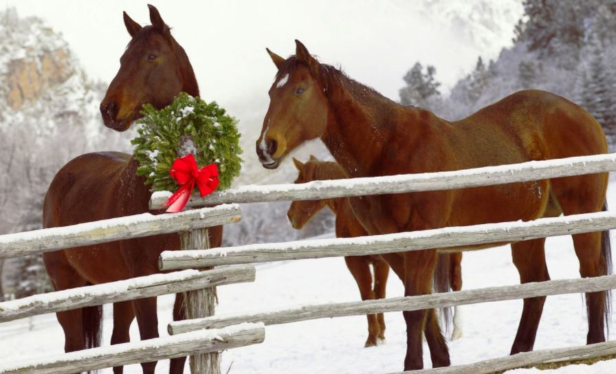 Affordable Gift Ideas For Equestrians