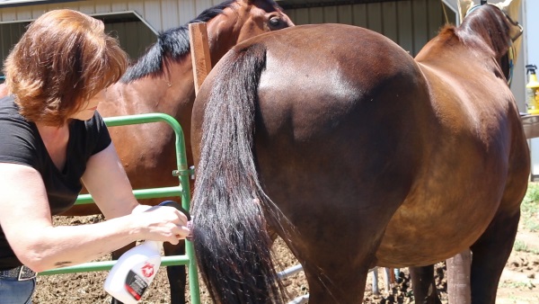 Kiss My Horse XOXO Detangler and Shine 