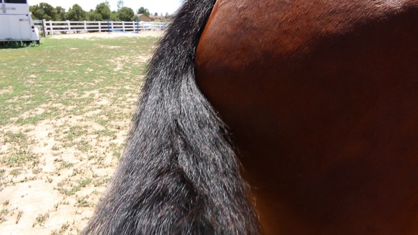 Kiss My Horse XOXO Detangler and Shine 