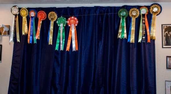 hanging up horse show ribbons