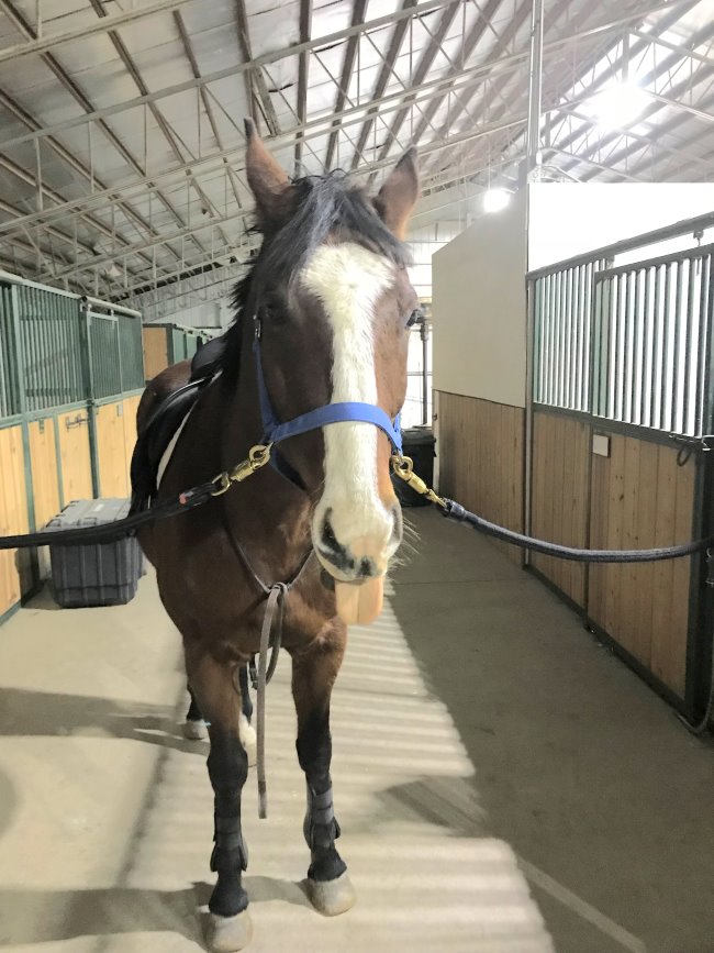 my weekly riding lesson