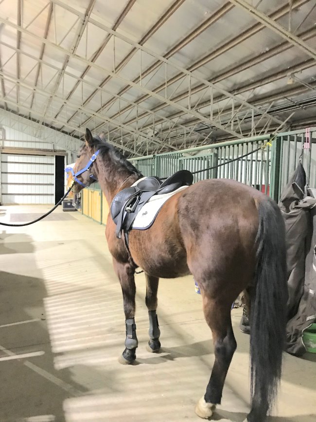 budget equestrian weekly video recap