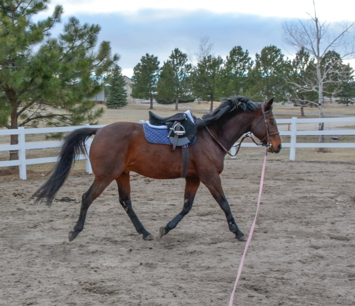 my weekly riding lesson