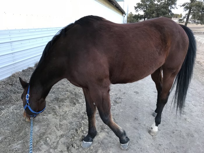 my weekly riding lesson