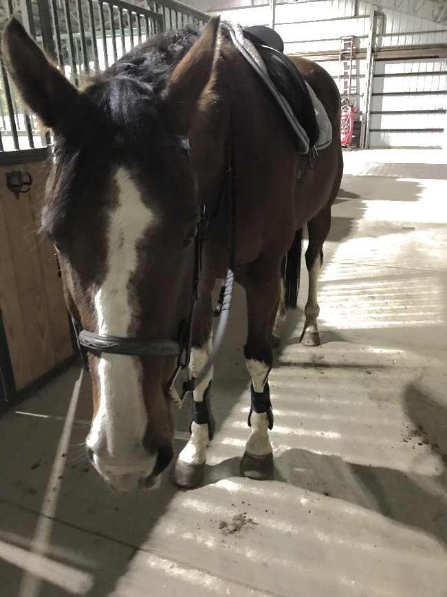 my weekly riding lesson