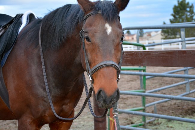 my weekly riding lesson