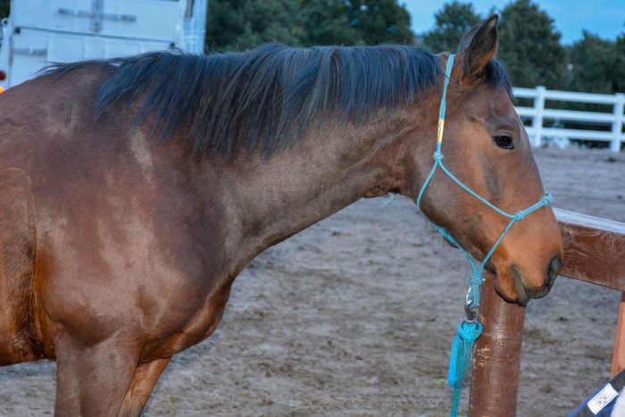 my weekly riding lesson