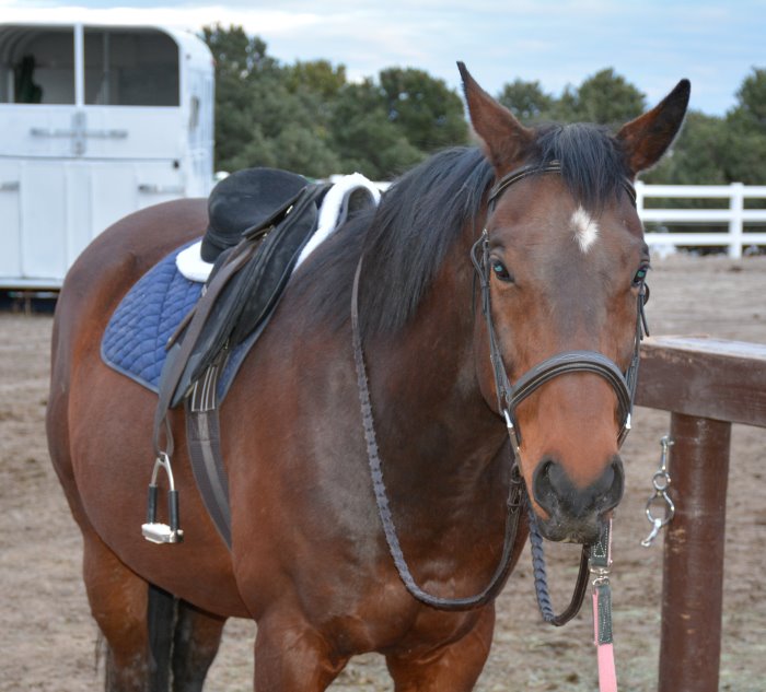my weekly riding lesson
