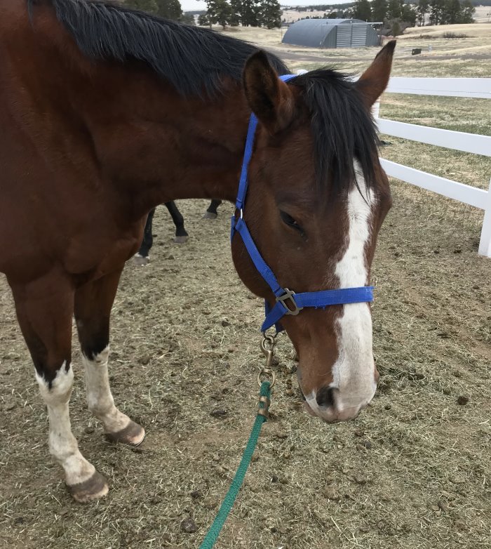 my weekly riding lesson