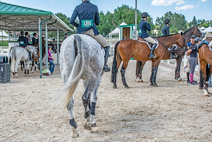 lessons learned from my first horse show