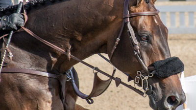 a jumper horse close up of his bridle